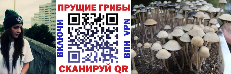 дарк нет наркотические препараты  Малоярославец  Псилоцибиновые грибы GOLDEN TEACHER  купить   MEGA сайт 